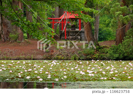 新潟県南魚沼市小栗山　上の原公園のお松の池　朱色の鳥居が映える弁天島の弁天社と水面を埋め尽くす睡蓮 116623758