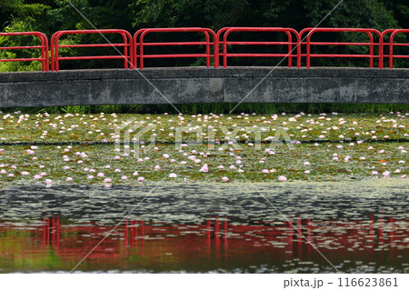 新潟県南魚沼市小栗山　上の原公園のお松の池　水面を埋め尽くす睡蓮の群生と弁天島にわたる橋 116623861