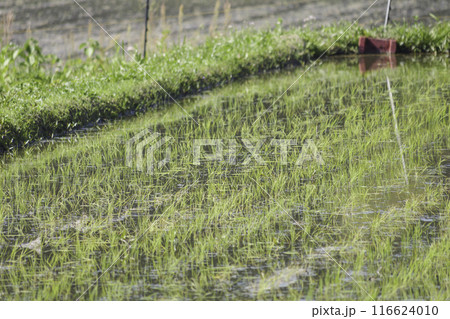 田植え後の水田、夏の日本の農村 田植え後の水田、夏の日本の農村 116624010