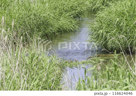 田植え後の水田、夏の日本の農村 田植え後の水田、夏の日本の農村 116624046
