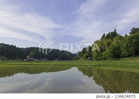 田植え後の水田、夏の日本の農村 田植え後の水田、夏の日本の農村 116624073
