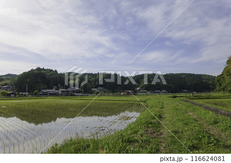 田植え後の水田、夏の日本の農村 田植え後の水田、夏の日本の農村 116624081