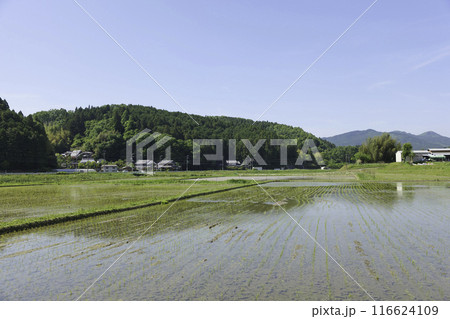 田植え後の水田、夏の日本の農村 116624109