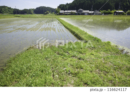 田植え後の水田、夏の日本の農村 田植え後の水田、夏の日本の農村 116624117