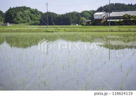 田植え後の水田、夏の日本の農村 田植え後の水田、夏の日本の農村 116624119