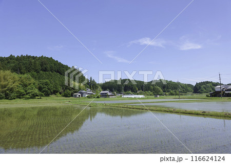 田植え後の水田、夏の日本の農村 田植え後の水田、夏の日本の農村 116624124