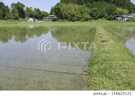 田植え後の水田、夏の日本の農村 田植え後の水田、夏の日本の農村 116624125