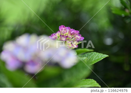 雨に濡れたアジサイの花 雨に濡れたアジサイの花 116624976