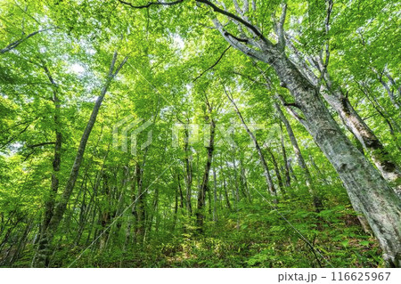 夏の蔦沼　沼めぐりの小路　ブナの森　青森県十和田市 116625967