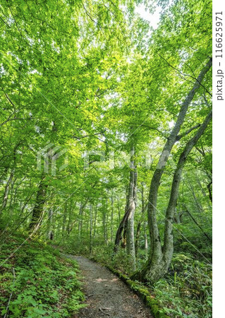 夏の蔦沼　沼めぐりの小路　遊歩道　青森県十和田市 116625971