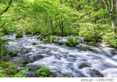 夏の奥入瀬渓流　三乱の流れ　青森県十和田市 116625983