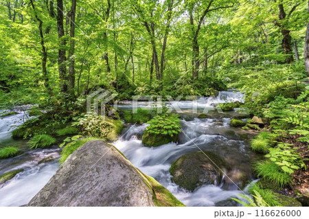 夏の奥入瀬渓流 石ヶ戸の瀬 青森県十和田市 夏の奥入瀬渓流 石ヶ戸の瀬 青森県十和田市 116626000