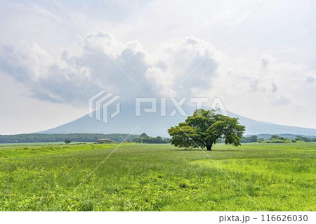 夏の青上坊牧野の一本桜 岩手県八幡平市 夏の青上坊牧野の一本桜 岩手県八幡平市 116626030