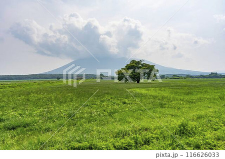 夏の青上坊牧野の一本桜　岩手県八幡平市 116626033
