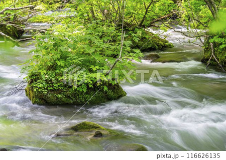 夏の奥入瀬渓流 三乱の流れ 青森県十和田市 夏の奥入瀬渓流 三乱の流れ 青森県十和田市 116626135