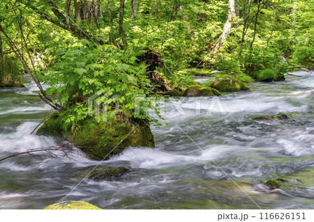 夏の奥入瀬渓流 三乱の流れ 青森県十和田市 夏の奥入瀬渓流 三乱の流れ 青森県十和田市 116626151