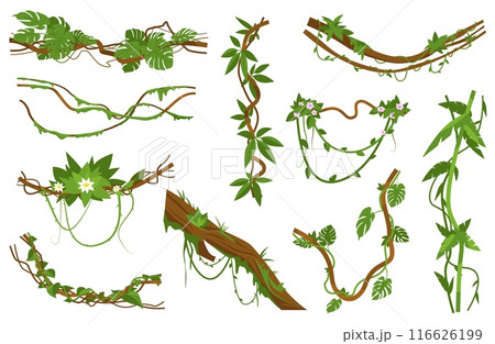 Jungle lianas. Intertwining curly stems of exotic plants. Rainforest leaves. Tropical flowers. Hanging branches. Climbing creepers. Botanical ivy greenery. Vector natural elements set Jungle lianas. Intertwining curly stems of exotic plants. Rainforest leaves. Tropical flowers. Hanging branches. Climbing creepers. Botanical ivy greenery. Vector natural elements set 116626199