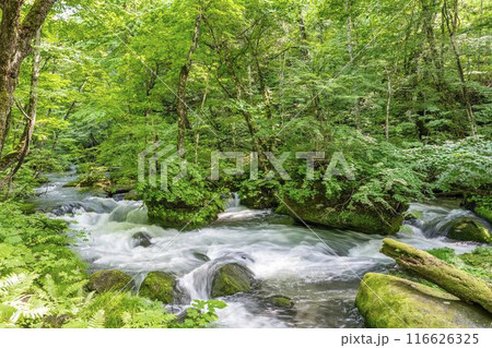 夏の奥入瀬渓流 石ヶ戸の瀬 青森県十和田市 夏の奥入瀬渓流 石ヶ戸の瀬 青森県十和田市 116626325
