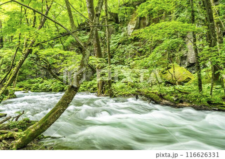 夏の奥入瀬渓流　奥入瀬川の流れ　青森県十和田市 116626331