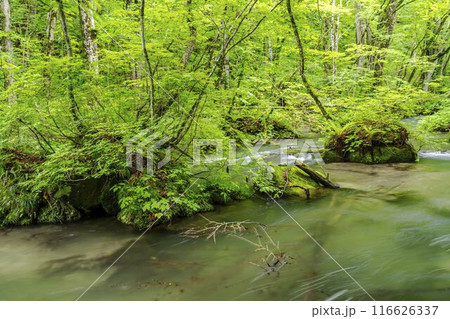 夏の奥入瀬渓流　飛金の流れ　青森県十和田市 116626337