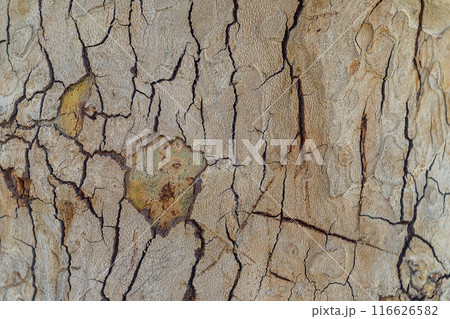 Deep cracks in the outer surface of the bark of the Platanus orientalis tree close-up. Artistic natural backgrounds in nature for use in artworks Deep cracks in the outer surface of the bark of the Platanus orientalis tree close-up. Artistic natural backgrounds in nature for use in artworks 116626582