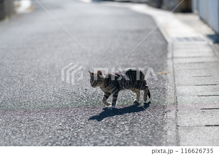 歩いてくる猫 キジトラ白 歩いてくる猫 キジトラ白 116626735