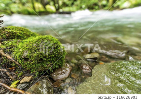 夏の奥入瀬渓流　奥入瀬川の流れ　青森県十和田市 116626903