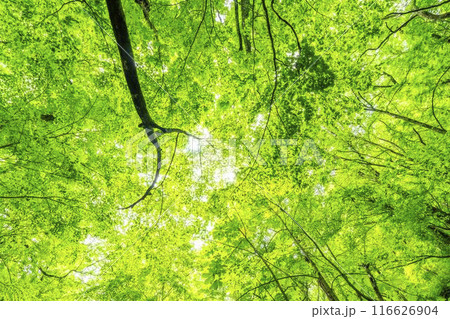 夏の奥入瀬渓流　木漏れ日　青森県十和田市 116626904