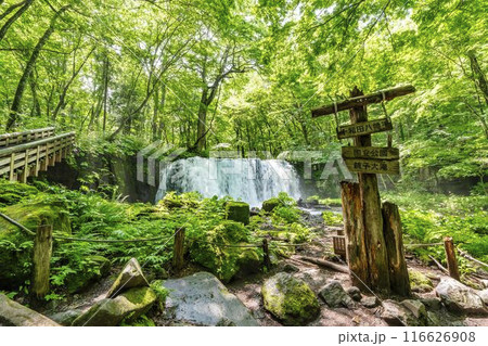 夏の奥入瀬渓流　銚子大滝　青森県十和田市 116626908
