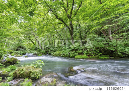 夏の奥入瀬渓流 石ヶ戸の瀬 青森県十和田市 夏の奥入瀬渓流 石ヶ戸の瀬 青森県十和田市 116626924