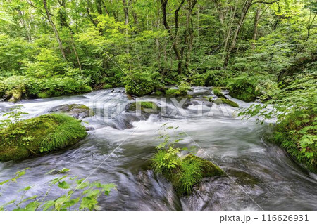 夏の奥入瀬渓流　石ヶ戸の瀬　青森県十和田市 116626931