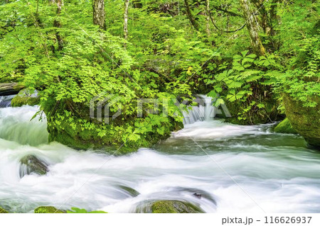 夏の奥入瀬渓流　石ヶ戸の瀬　青森県十和田市 116626937