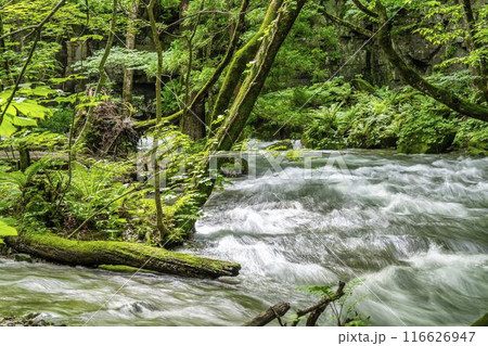 夏の奥入瀬渓流　奥入瀬川の流れ　青森県十和田市 116626947