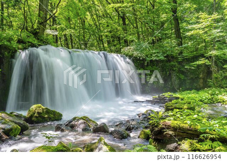 夏の奥入瀬渓流　銚子大滝　青森県十和田市 116626954