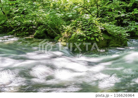 夏の奥入瀬渓流　奥入瀬川の流れ　青森県十和田市 116626964
