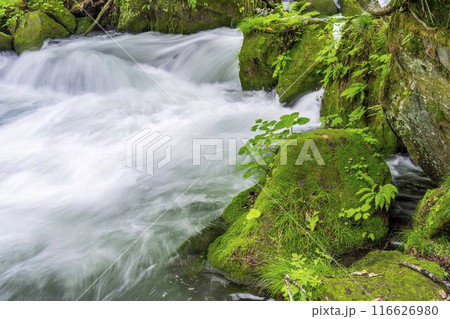 夏の奥入瀬渓流　石ヶ戸の瀬　青森県十和田市 116626980