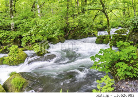 夏の奥入瀬渓流　石ヶ戸の瀬　青森県十和田市 116626982