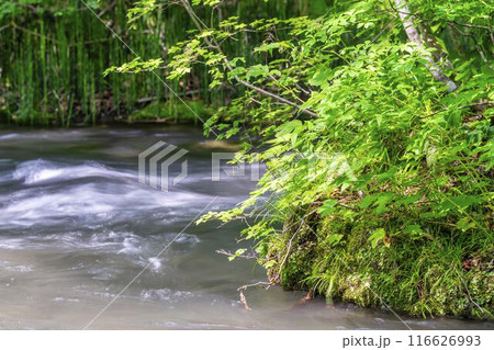夏の奥入瀬渓流　三乱の流れ　青森県十和田市 116626993