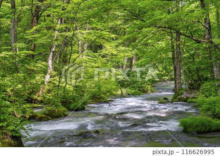 夏の奥入瀬渓流 三乱の流れ 青森県十和田市 夏の奥入瀬渓流 三乱の流れ 青森県十和田市 116626995