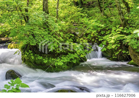 夏の奥入瀬渓流　石ヶ戸の瀬　青森県十和田市 116627006