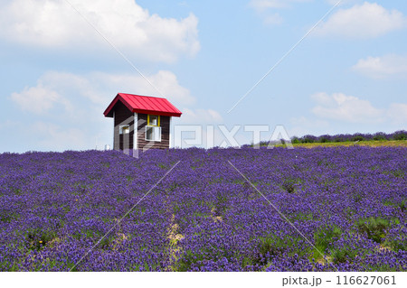 夏　上富良野町　日の出公園　ラベンダーの丘 116627061