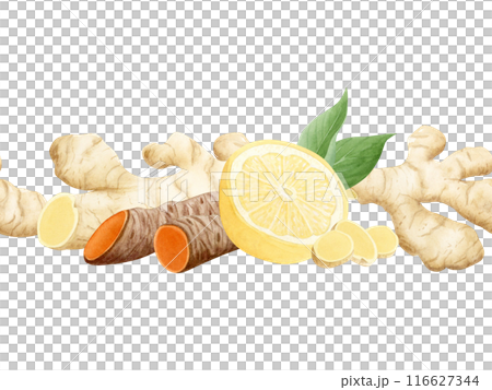 Curcuma turmeric and ginger roots with lemons and leaves seamless border isolated on white. Hand drawn endless background for kitchen textile, organic healthy food packaging and menus Curcuma turmeric and ginger roots with lemons and leaves seamless border isolated on white. Hand drawn endless background for kitchen textile, organic healthy food packaging and menus 116627344