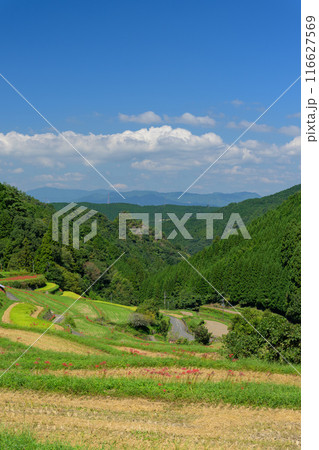 日本の原風景 うきはの山あいに映える「つづら棚田」と彼岸花が咲く季節風景(福岡県うきは市) 日本の原風景 うきはの山あいに映える「つづら棚田」と彼岸花が咲く季節風景(福岡県うきは市) 116627569