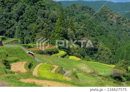 日本の原風景　うきはの山あいに映える「つづら棚田」と彼岸花が咲く季節風景（福岡県うきは市） 116627575