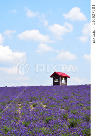 夏　上富良野町　日の出公園　ラベンダーの丘 116627581
