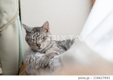 窓辺で眠る猫 サバトラ猫 窓辺で眠る猫 サバトラ猫 116627691