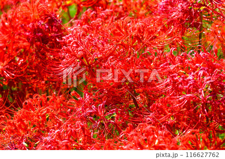 彼岸花 日本の原風景 うきはの山あいに映える「つづら棚田」と彼岸花が咲く季節風景(福岡県うきは市) 彼岸花 日本の原風景 うきはの山あいに映える「つづら棚田」と彼岸花が咲く季節風景(福岡県うきは市) 116627762