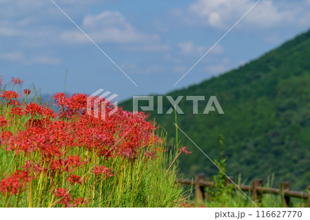 彼岸花　日本の原風景　うきはの山あいに映える「つづら棚田」と彼岸花が咲く季節風景（福岡県うきは市） 116627770