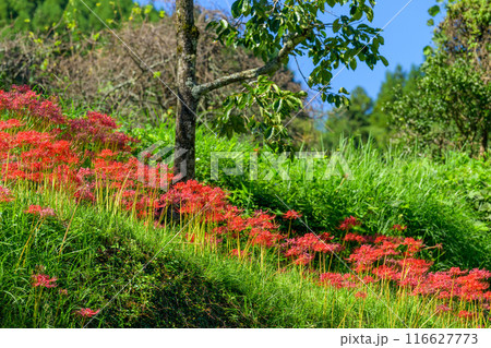 彼岸花　日本の原風景　うきはの山あいに映える「つづら棚田」と彼岸花が咲く季節風景（福岡県うきは市） 116627773