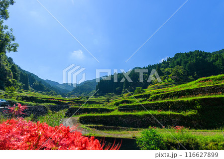 日本の原風景　うきはの山あいに映える「つづら棚田」と彼岸花が咲く季節風景（福岡県うきは市） 116627899